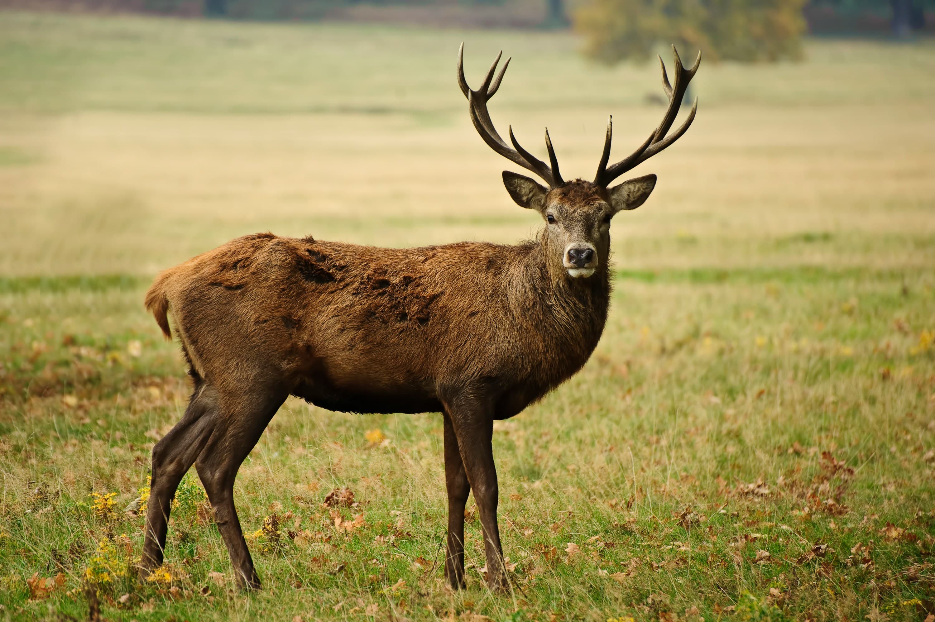 Wildpark Haibach